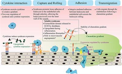 Syndecans in Inflammation at a Glance